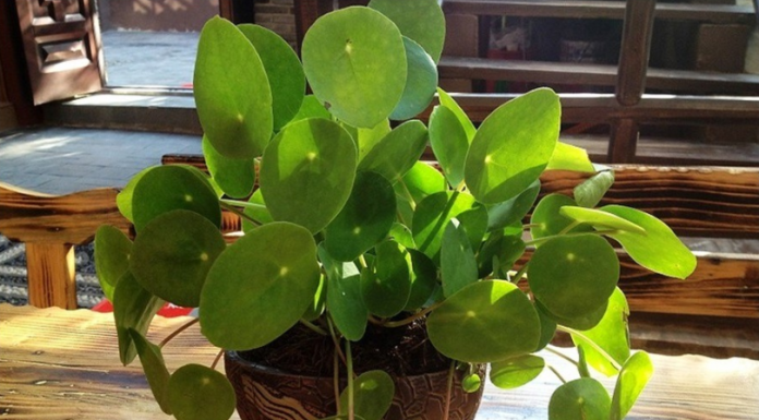 OVO CVEĆE USPEVA SAMO KOD DOBRE OSOBE: A prema starom VEROVANJU u kući u kojoj buja DONOSI NOVAC I BLAGOSTANJE