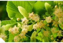 ZOVU GA NAPITAK SREĆE: Najpoznatiji Travar 20 Stoljeća Otkriva Recept Za Čaj Koji Eliminiše Nervozu Organizma!