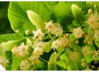 ZOVU GA NAPITAK SREĆE: Najpoznatiji Travar 20 Stoljeća Otkriva Recept Za Čaj Koji Eliminiše Nervozu Organizma!