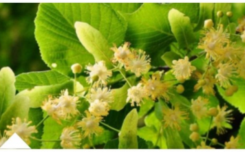 ZOVU GA NAPITAK SREĆE: Najpoznatiji Travar 20 Stoljeća Otkriva Recept Za Čaj Koji Eliminiše Nervozu Organizma!