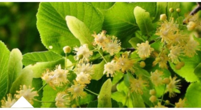 ZOVU GA NAPITAK SREĆE: Najpoznatiji Travar 20 Stoljeća Otkriva Recept Za Čaj Koji Eliminiše Nervozu Organizma!