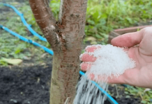 Dajte ga ODMAH svim drvećem i grmljem u oktobru: Radujte se velikoj žetvi sledeće godine!