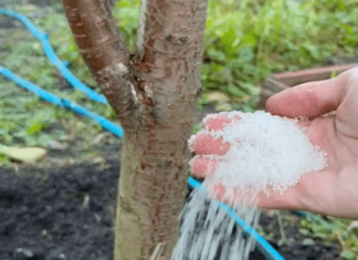 Dajte ga ODMAH svim drvećem i grmljem u oktobru: Radujte se velikoj žetvi sledeće godine!