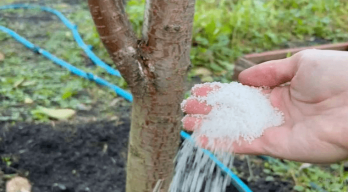 Dajte ga ODMAH svim drvećem i grmljem u oktobru: Radujte se velikoj žetvi sledeće godine!