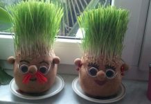 Ako se božićna pšenica P0SADI NA 0VAJ DAN, kuća će biti blagoslovena cijele godine- URADITE TO NA VREME…