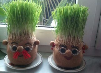 Ako se božićna pšenica P0SADI NA 0VAJ DAN, kuća će biti blagoslovena cijele godine- URADITE TO NA VREME…