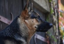 Kako je pas heroj Max otkrio tajnu plišanog mede i spojio izgubljenu porodičnu priču