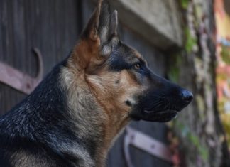 Kako je pas heroj Max otkrio tajnu plišanog mede i spojio izgubljenu porodičnu priču