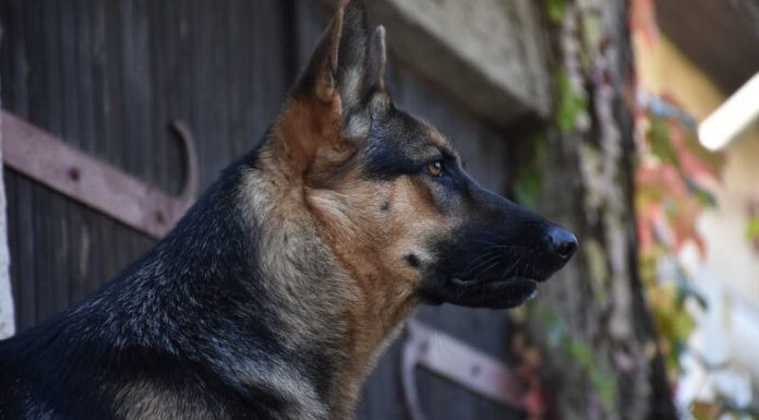 Kako je pas heroj Max otkrio tajnu plišanog mede i spojio izgubljenu porodičnu priču