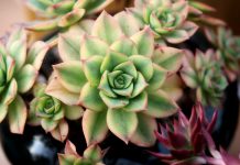 Čim ustanem pojedem po jedan list čuvarkuće: Evo šta mi se desilo poslije nekoliko dana