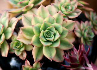 Čim ustanem pojedem po jedan list čuvarkuće: Evo šta mi se desilo poslije nekoliko dana