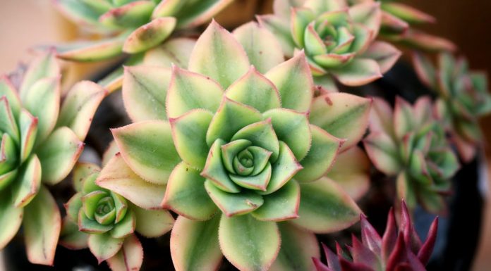 Čim ustanem pojedem po jedan list čuvarkuće: Evo šta mi se desilo poslije nekoliko dana