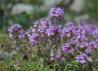 Zlatni čaj: Zaboravite na vrtoglavicu, visok kolesterol i bolesti štitnjače (recept)