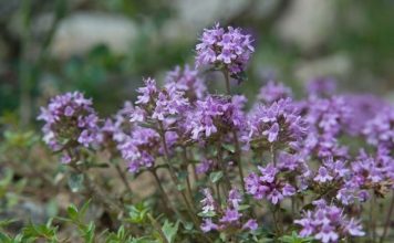 Zlatni čaj: Zaboravite na vrtoglavicu, visok kolesterol i bolesti štitnjače (recept)