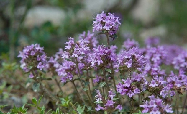Zlatni čaj: Zaboravite na vrtoglavicu, visok kolesterol i bolesti štitnjače (recept)