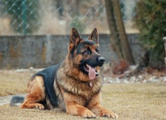 Pas koji nije odustao: Priča o odanosti koja je promenila sve