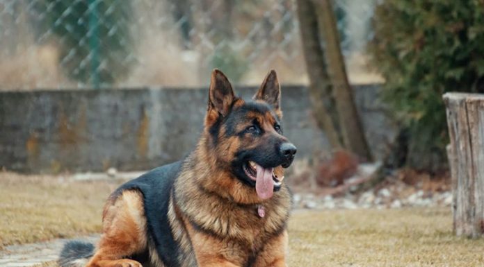 Pas koji nije odustao: Priča o odanosti koja je promenila sve