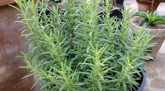 Ruzmarin i mačka u kući: Odmah na ovo obratite pažnju