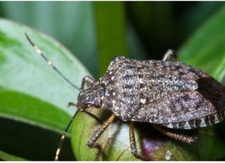 Smrdibube ne podnose miris jedne biljke: Nabavite je i više ih nećete vidjeti, BJEŽAĆE KAO LUDE