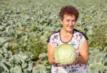 Ovako Slobodanka iz Futoga kiseli kupus: “Ljudi najčešće greše sa količinom soli,”