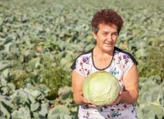 Ovako Slobodanka iz Futoga kiseli kupus: “Ljudi najčešće greše sa količinom soli,”