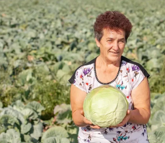Ovako Slobodanka iz Futoga kiseli kupus: “Ljudi najčešće greše sa količinom soli,”