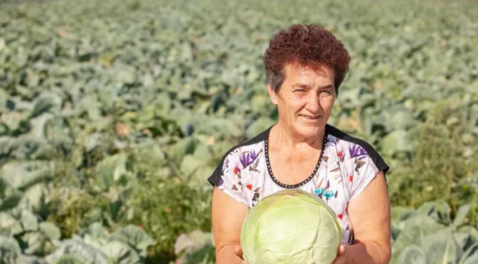 Ovako Slobodanka iz Futoga kiseli kupus: “Ljudi najčešće greše sa količinom soli,”