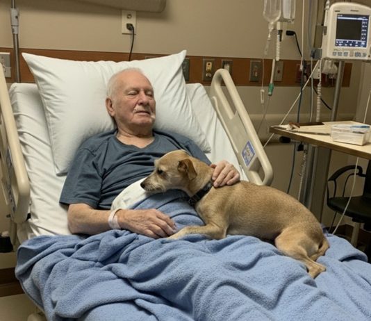 Dozvolili su njegovom psu da se oprosti — nekoliko sati kasnije, medicinska sestra je otvorila vrata… i ispustila sve dokumente.