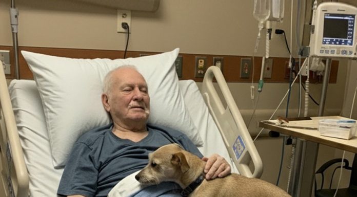 Dozvolili su njegovom psu da se oprosti — nekoliko sati kasnije, medicinska sestra je otvorila vrata… i ispustila sve dokumente.