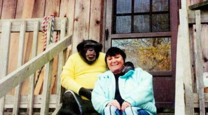 Sandra se godinama kupala i spavala sa šimpanzom ne sluteći šta će joj se desiti: Od užasa koji je doživela ni danas se nije oporavila
