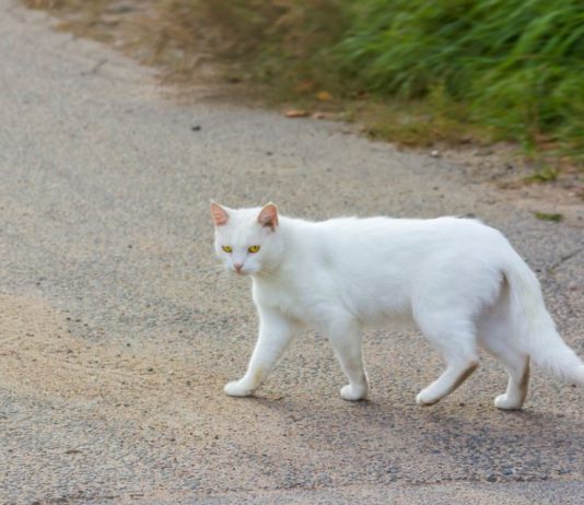 Šta znači kad vam bela mačka pređe put: Veruje se da ima skrivenu poruku