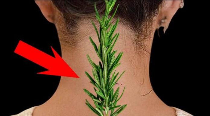 Nisam mogla da se uspravim zbog bolova u vratu i leđima – Evo kako mi je običan ruzmarin pomogao!