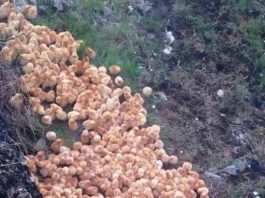 Tokom šetnje kroz šumu primetio sam čudne žute kuglice koje su ličile na pečurke — ono što su zapravo bile me je iznenadilo.