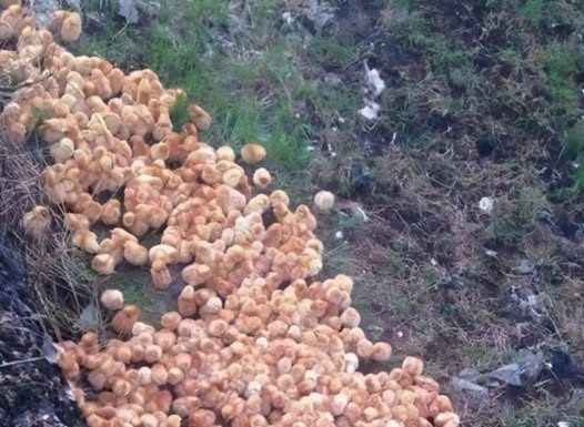 Tokom šetnje kroz šumu primetio sam čudne žute kuglice koje su ličile na pečurke — ono što su zapravo bile me je iznenadilo.