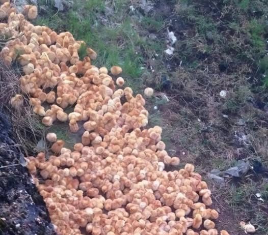 Tokom šetnje kroz šumu primetio sam čudne žute kuglice koje su ličile na pečurke — ono što su zapravo bile me je iznenadilo.