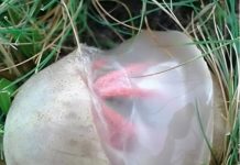 Neočekivano otkriće u dvorištu: Kako je neobična gljiva promijenila moj pogled na prirodu