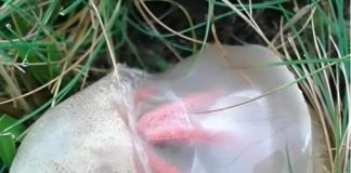 Neočekivano otkriće u dvorištu: Kako je neobična gljiva promijenila moj pogled na prirodu