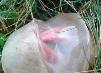 Neočekivano otkriće u dvorištu: Kako je neobična gljiva promijenila moj pogled na prirodu