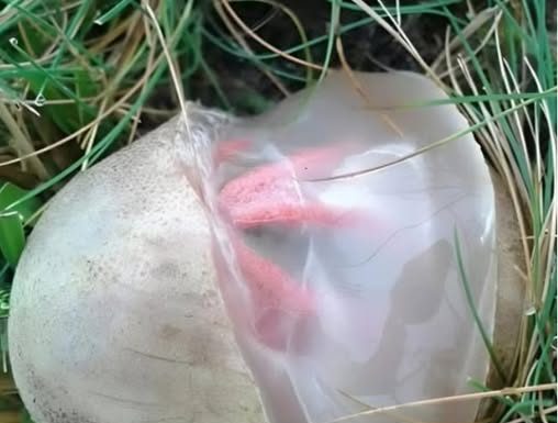 Neočekivano otkriće u dvorištu: Kako je neobična gljiva promijenila moj pogled na prirodu