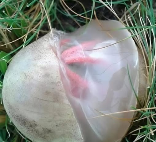 Neočekivano otkriće u dvorištu: Kako je neobična gljiva promijenila moj pogled na prirodu