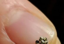 Neočekivano otkriće u salati promenilo je naše veče u restoranu.