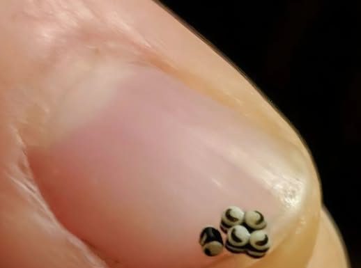 Neočekivano otkriće u salati promenilo je naše veče u restoranu.