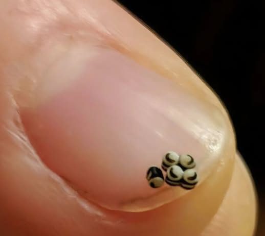 Neočekivano otkriće u salati promenilo je naše veče u restoranu.