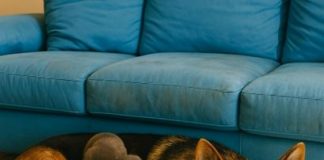 Muškarac je na putu pronašao trudnu nemačku ovčarku; kada je pas oštenio, veterinar je iznenađeno otkrio ko se pojavio na svetu.