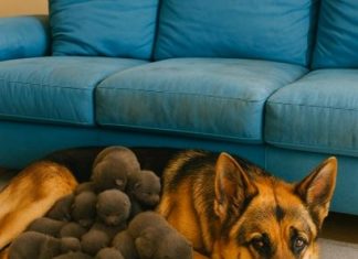 Muškarac je na putu pronašao trudnu nemačku ovčarku; kada je pas oštenio, veterinar je iznenađeno otkrio ko se pojavio na svetu.