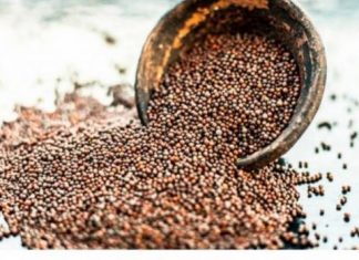 Drevni čuvar zdravlja: Ovo moćno seme sprečava rak, čisti krvotok, štiti srce i pluća i jača imunitet do maksimuma!