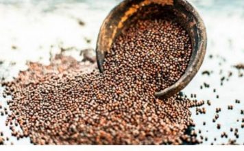 Drevni čuvar zdravlja: Ovo moćno seme sprečava rak, čisti krvotok, štiti srce i pluća i jača imunitet do maksimuma!
