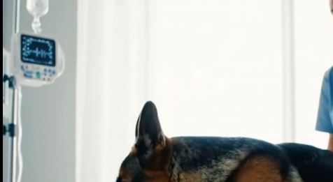 Pas koji je spasio dečaka: Priča o instinktu, hrabrosti i bezuslovnoj ljubavi