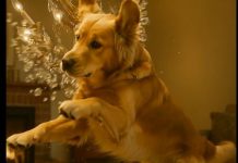 Luster se srušio točno iznad djeteta… ali pas je uspio učiniti nemoguće!