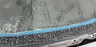 Neobični jutarnji gosti: Tragovi drvenih žaba na automobilu Neobični jutarnji gosti: Tragovi drvenih žaba na automobilu